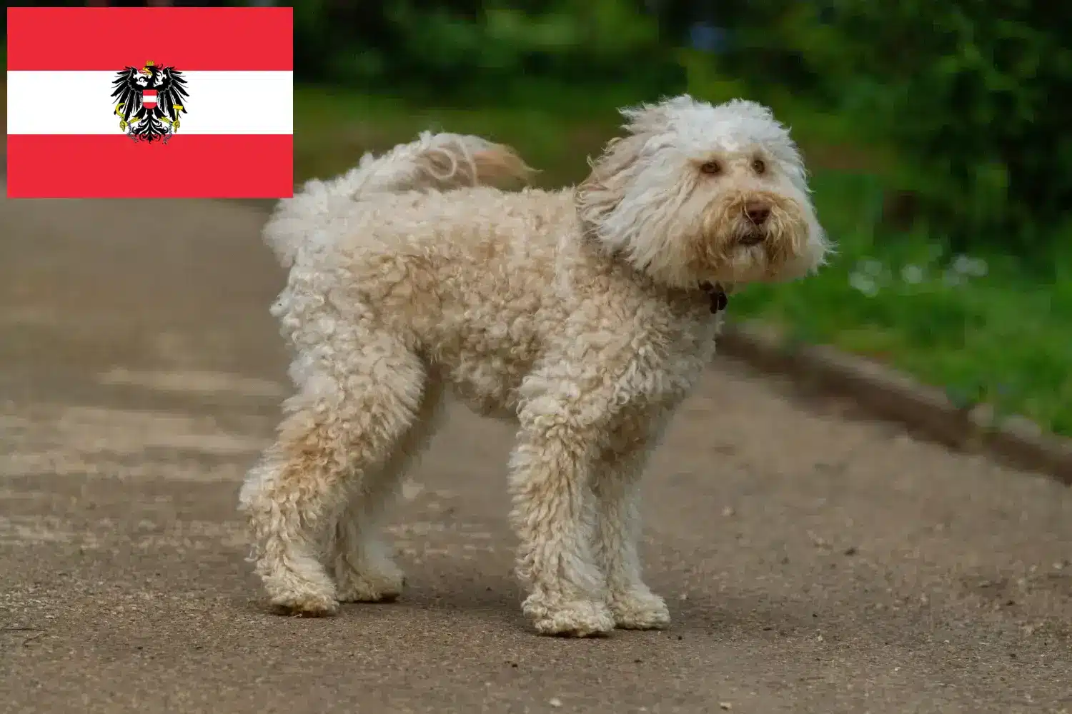 Přečtete si více ze článku Chovatelé australských labradoodlů a štěňat v Rakousku