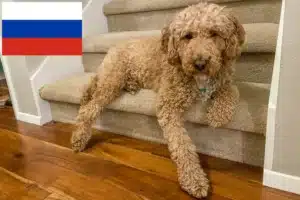 Přečtete si více ze článku Chovatelé australských labradoodlů a štěňat v Rusku