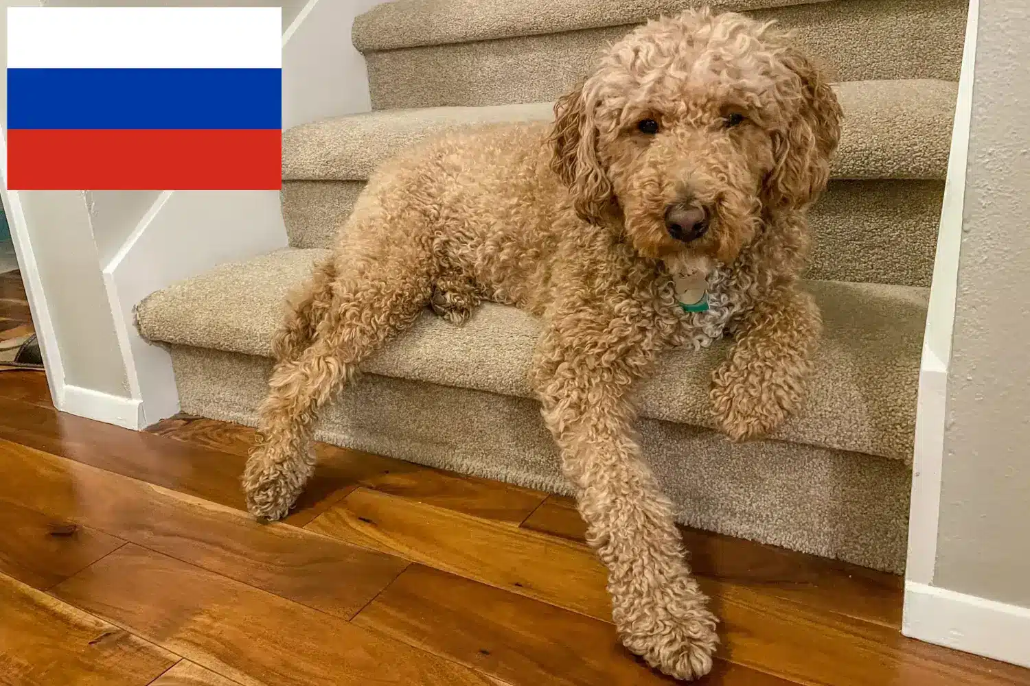 Štěňata a chovatelé australských labradoodlů Rusko Zde najdete chovatele australských labradoodlů v Rusku.