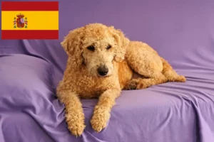Přečtete si více ze článku Chovatelé australských labradoodlů a štěňat ve Španělsku