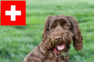 Přečtete si více ze článku Chovatelé australských labradoodlů a štěňat ve Švýcarsku