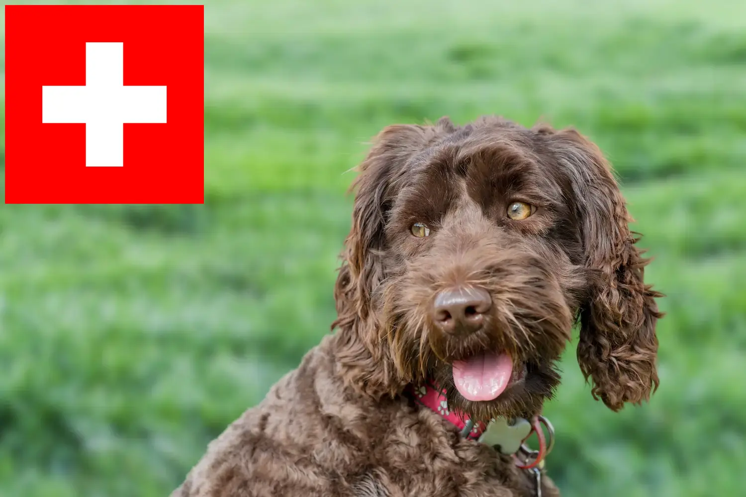 Štěňata a chovatelé australských labradoodlů Švýcarsko Zde najdete chovatele australských labradoodlů ve Švýcarsku.