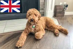 Přečtete si více ze článku Chovatelé australských labradoodlů a štěňat ve Velké Británii