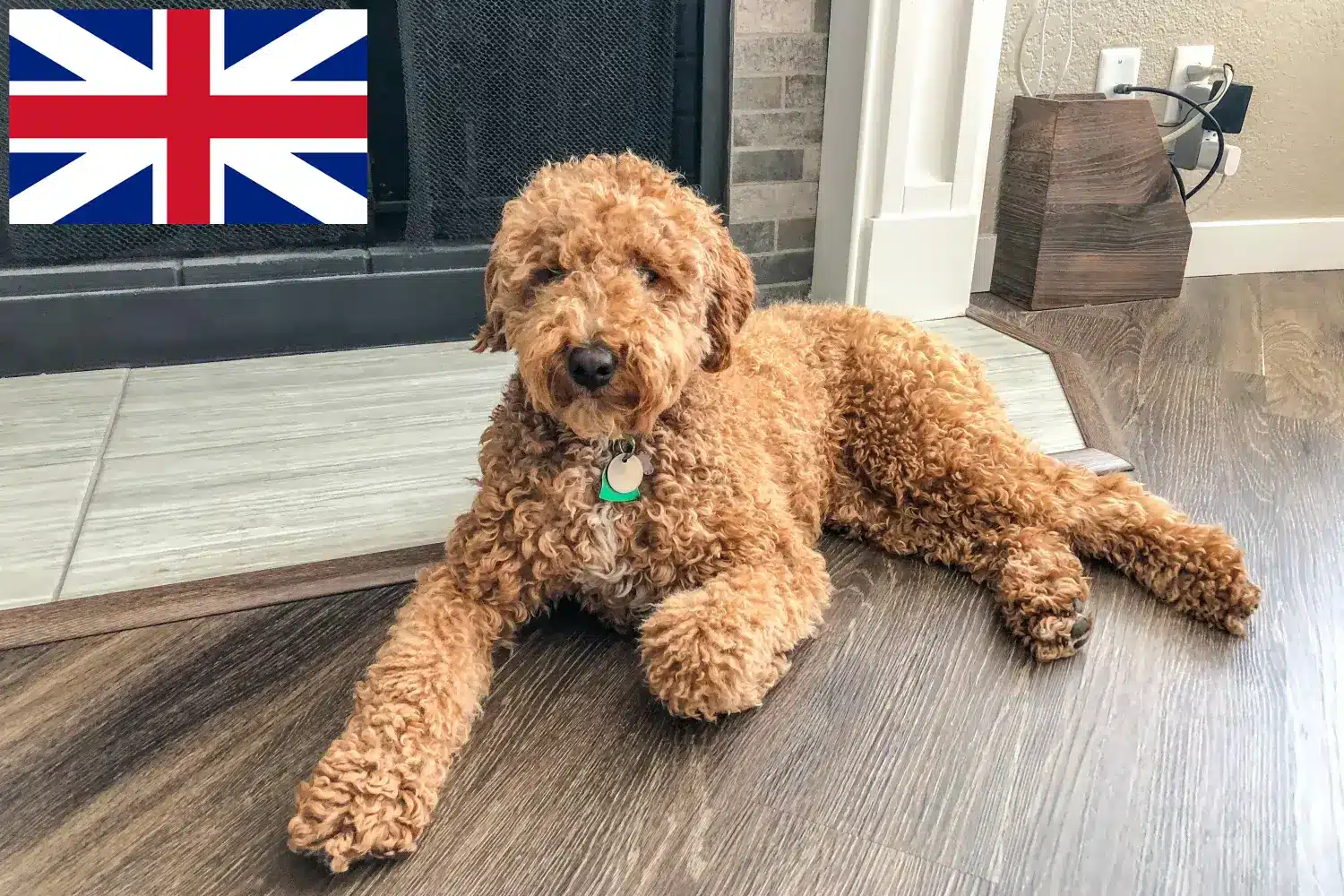 Australský labradoodle štěňata a chovatelé Velká Británie Zde najdete chovatele australských labradoodlů ve Velké Británii.
