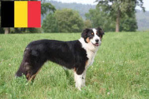 Přečtete si více ze článku Chovatelé australských ovčáků a štěňat v Belgii