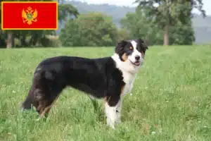 Přečtete si více ze článku Chovatelé australských ovčáků a štěňat v Černé Hoře