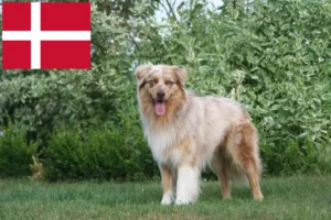 Přečtete si více ze článku Chovatelé australských ovčáků a štěňata v Dánsku