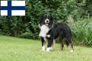 Přečtete si více ze článku Chovatelé australských ovčáků a štěňata ve Finsku