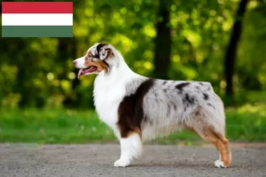 Přečtete si více ze článku Chovatelé australských ovčáků a štěňat v Maďarsku