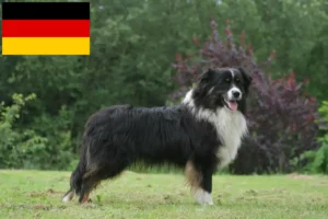 Přečtete si více ze článku Chovatelé australských ovčáků a štěňata v Německu