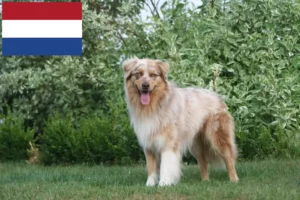 Přečtete si více ze článku Chovatelé australských ovčáků a štěňata v Nizozemsku