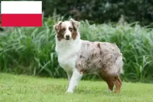 Přečtete si více ze článku Chovatelé australských ovčáků a štěňat v Polsku