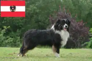 Přečtete si více ze článku Chovatelé australských ovčáků a štěňata v Rakousku
