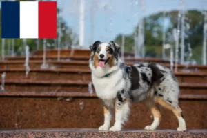 Přečtete si více ze článku Chovatelé australských ovčáků a štěňata ve Francii