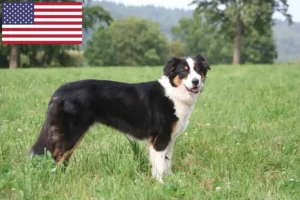 Přečtete si více ze článku Chovatelé australských ovčáků a štěňat v USA