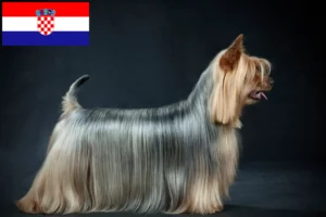 Přečtete si více ze článku Chovatelé australských silky teriérů a štěňat v Chorvatsku