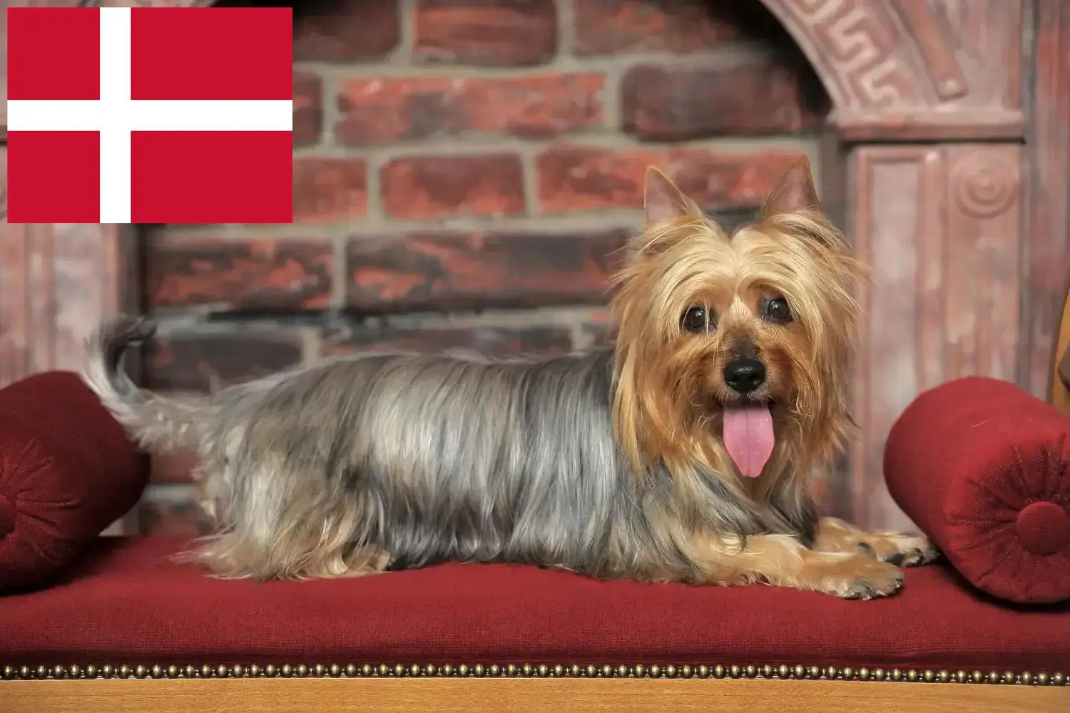 Přečtete si více ze článku Chovatelé australských silky teriérů a štěňat v Dánsku