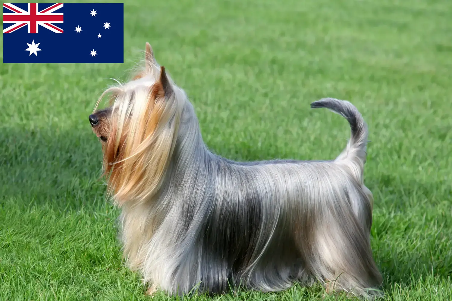 Přečtete si více ze článku Chovatelé australských silky teriérů a štěňat v Austrálii
