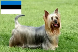 Přečtete si více ze článku Chovatelé australských silky teriérů a štěňat v Estonsku