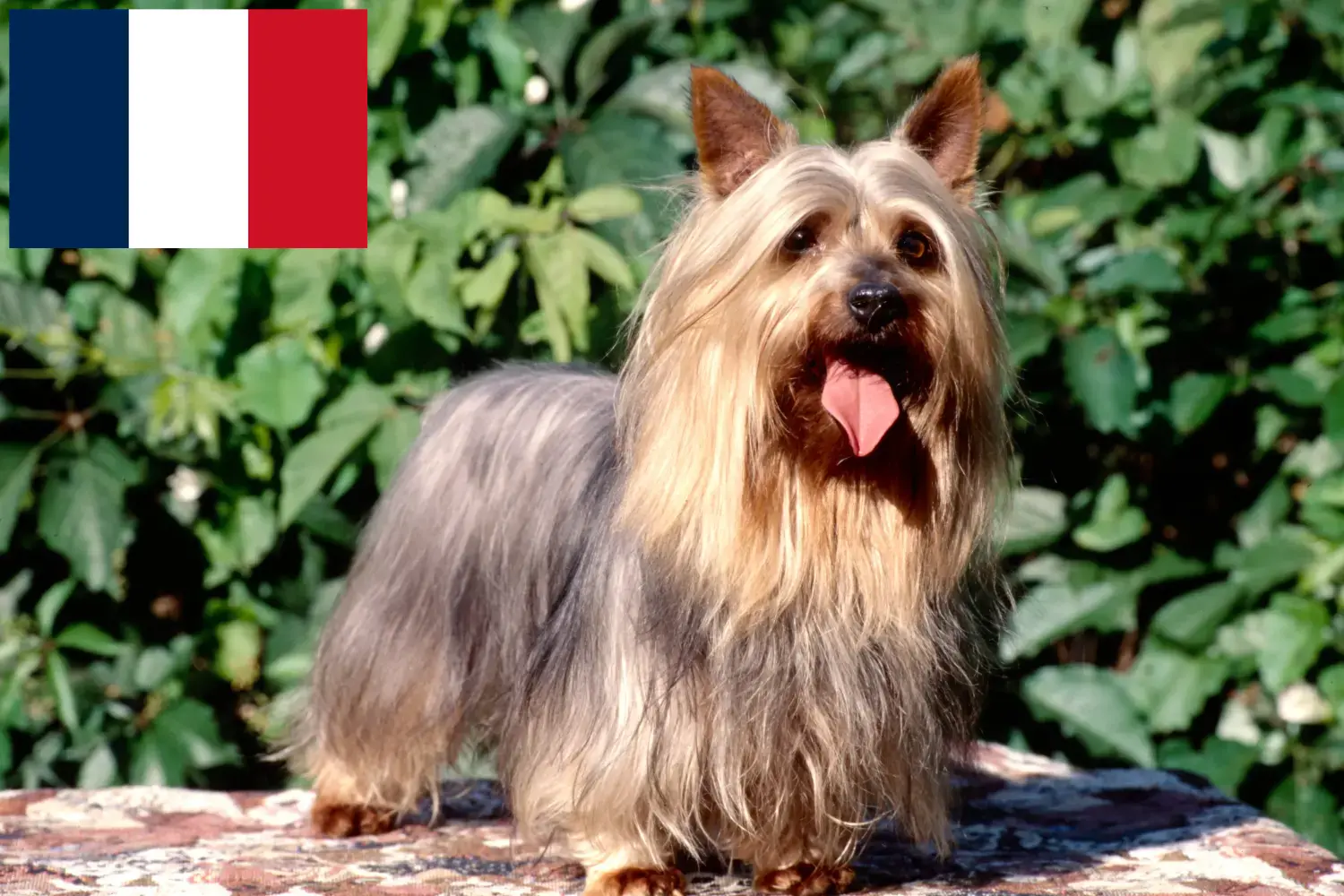 Přečtete si více ze článku Chovatelé australských silky teriérů a štěňat ve Francii