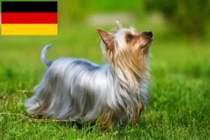 Přečtete si více ze článku Chovatelé australských silky teriérů a štěňat v Německu