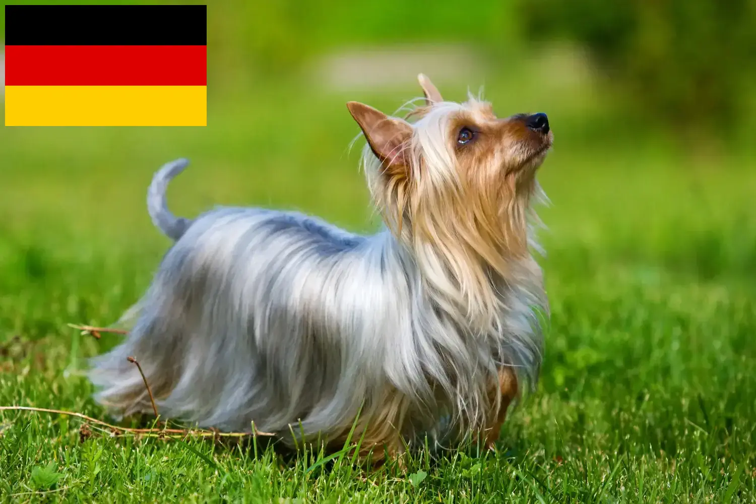Přečtete si více ze článku Chovatelé australských silky teriérů a štěňat v Německu