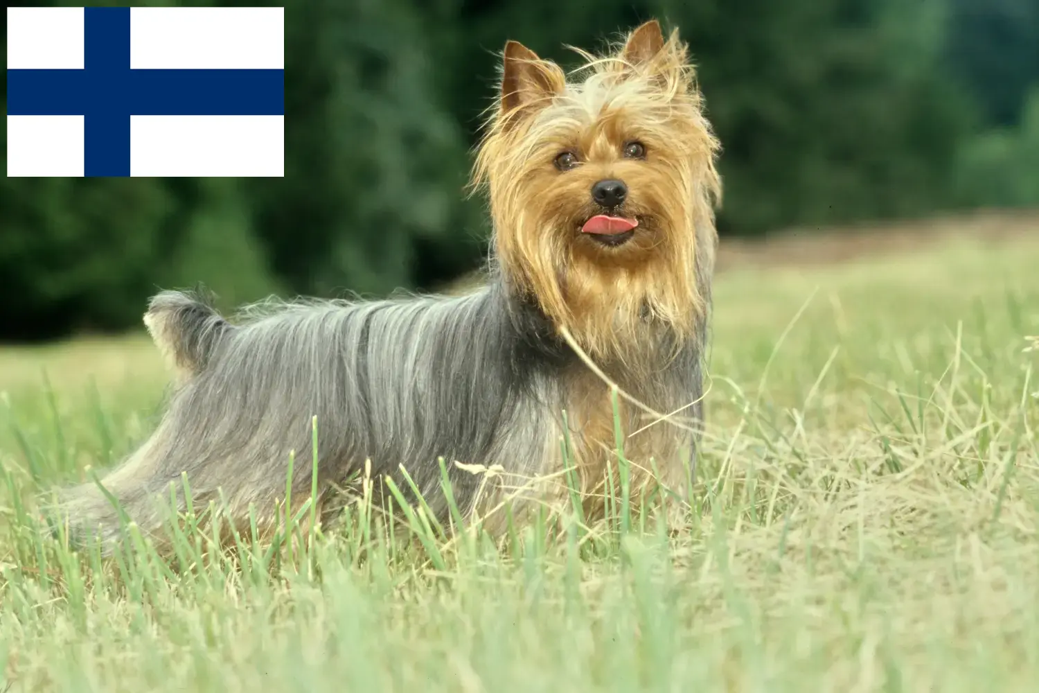 Přečtete si více ze článku Chovatelé australských silky teriérů a štěňat ve Finsku