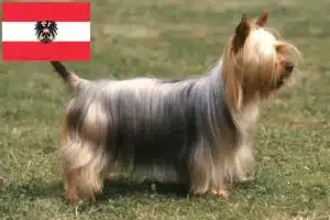 Přečtete si více ze článku Chovatelé australských silky teriérů a štěňat v Rakousku