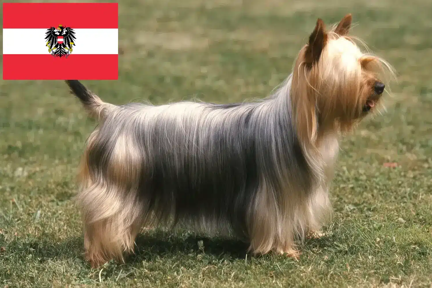 Přečtete si více ze článku Chovatelé australských silky teriérů a štěňat v Rakousku