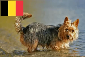 Přečtete si více ze článku Chovatelé australských teriérů a štěňat v Belgii