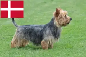 Přečtete si více ze článku Chovatelé australských teriérů a štěňat v Dánsku
