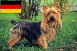 Přečtete si více ze článku Chovatelé australských teriérů a štěňat v Německu