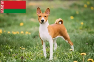 Přečtete si více ze článku Chovatelé basenji a štěňata v Bělorusku