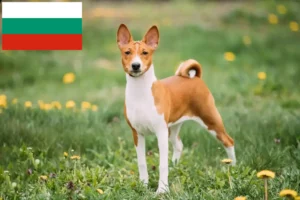 Přečtete si více ze článku Chovatelé basenji a štěňata v Bulharsku