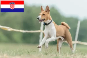 Přečtete si více ze článku Chovatelé basenji a štěňata v Chorvatsku