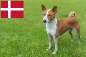 Přečtete si více ze článku Chovatelé basenji a štěňata v Dánsku