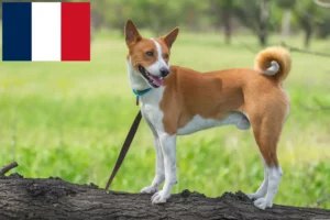 Přečtete si více ze článku Chovatelé basenji a štěňata ve Francii