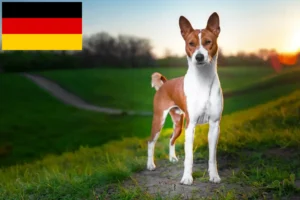 Přečtete si více ze článku Chovatelé basenji a štěňata v Německu