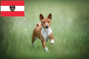 Přečtete si více ze článku Chovatelé basenji a štěňata v Rakousku