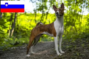 Přečtete si více ze článku Chovatelé basenji a štěňata ve Slovinsku