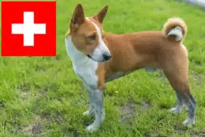 Přečtete si více ze článku Chovatelé basenji a štěňata ve Švýcarsku