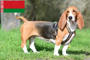 Přečtete si více ze článku Chovatelé bassetů a štěňat v Bělorusku