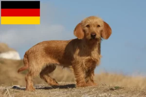Přečtete si více ze článku Basset fauve de Bretagne chovatelé a štěňata v Německu