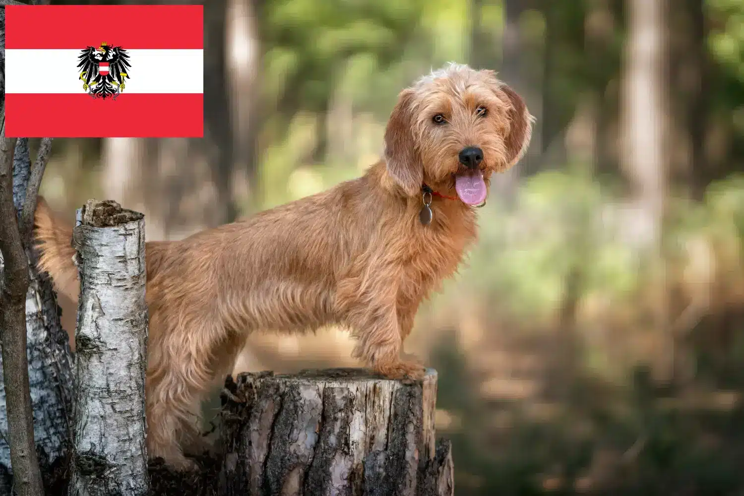 Basset fauve de Bretagne štěňata a chovatelé Rakousko Zde najdete chovatele bassetů fauve de Bretagne v Rakousku.