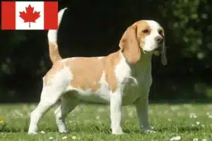 Přečtete si více ze článku Chovatelé bíglů a štěňat v Kanadě