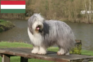 Přečtete si více ze článku Chovatelé a štěňata plemene Bearded Collie v Maďarsku