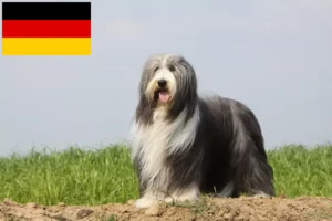 Přečtete si více ze článku Chovatelé bearded kolií a štěňat v Německu
