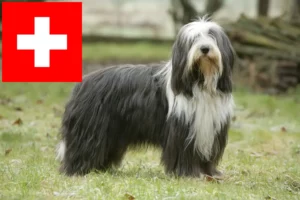 Přečtete si více ze článku Chovatelé a štěňata plemene Bearded Collie ve Švýcarsku