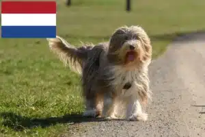 Přečtete si více ze článku Chovatelé bearded kolií a štěňat v Nizozemsku
