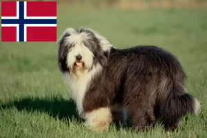 Přečtete si více ze článku Chovatelé bearded kolií a štěňat v Norsku